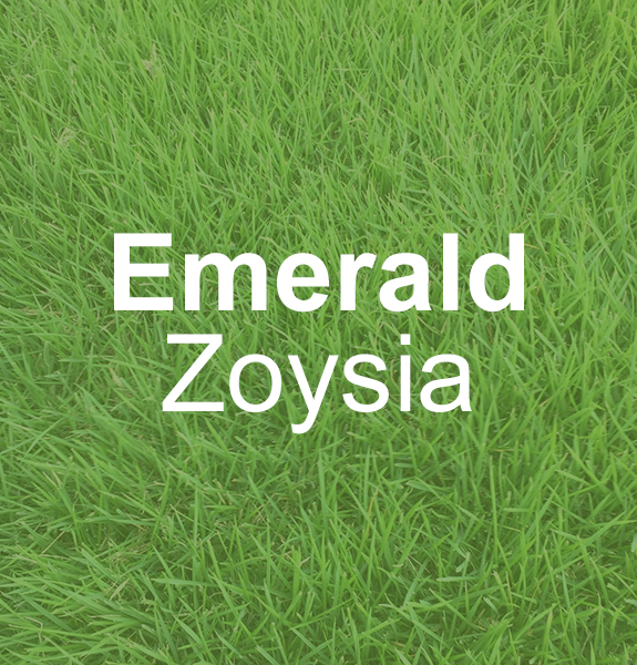 Becks-Turf-Emerald-Zoysia
