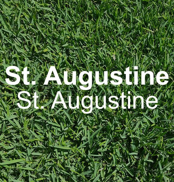st_augustine_product