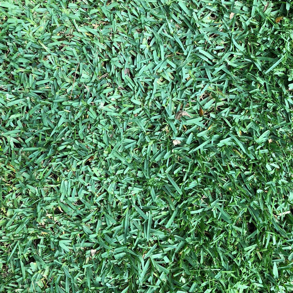 Citrablue St Augustine Grass Top View Blue Green Color