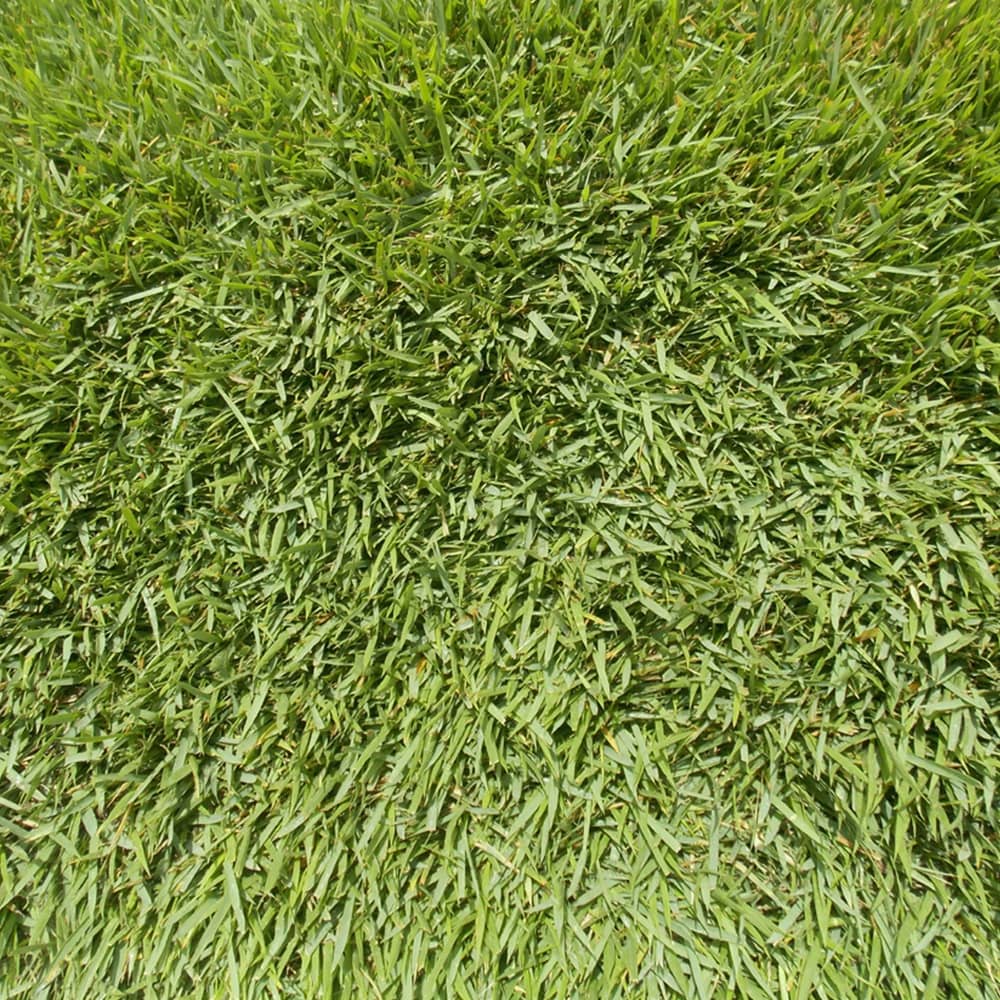 Meyer Zoysia Grass Close Up Top View